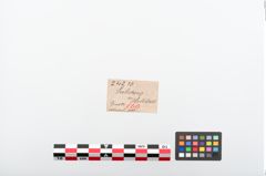 Etiketten zu Bronzerollenkopfnadel (NHMW-PRAE-024210)